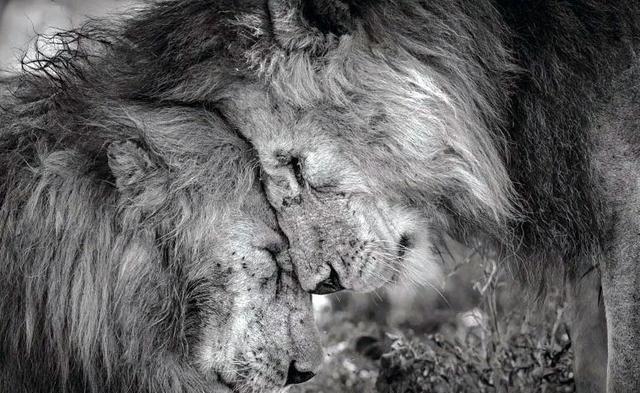 两只雄狮的罕见亲昵照，蹭头30秒，网友：英雄相惜、兄弟情深