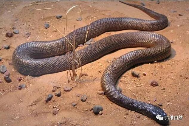 陆地上毒性最猛的毒蛇，细鳞太攀蛇比眼镜王蛇的毒性强20倍！