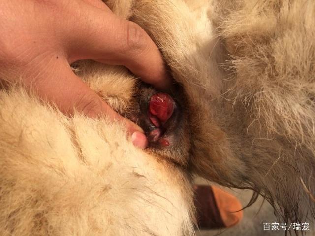 狗狗尿血怎么办