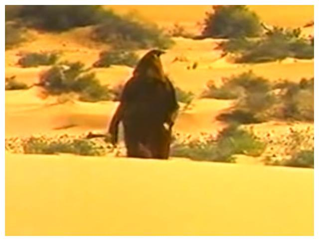 两位日本的动画大师，宫崎骏和庵野秀明，居在撒哈拉沙漠奇迹会面