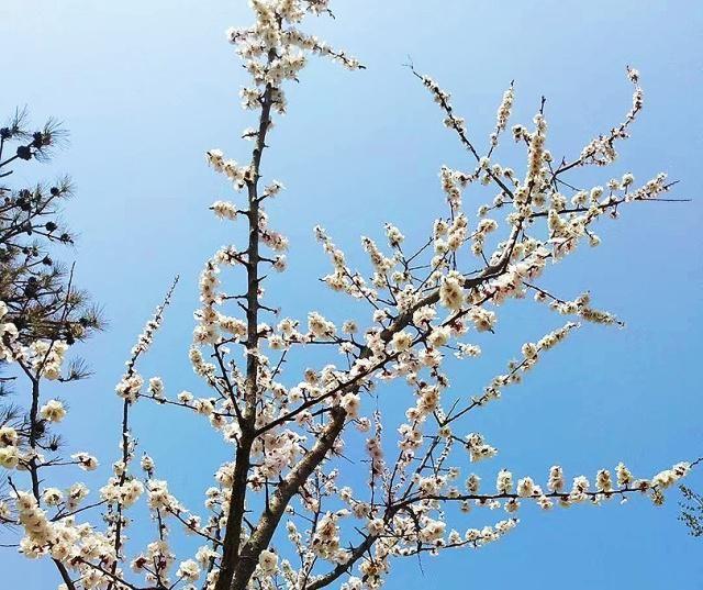 春风轻抚杨柳面，又是一年花红时，东营植物园迎来最美春天