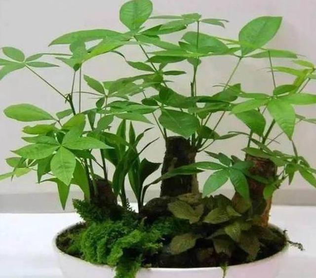 特别耐阴的20种盆栽绿植，室内没阳光就养它，总有一款你会喜欢！