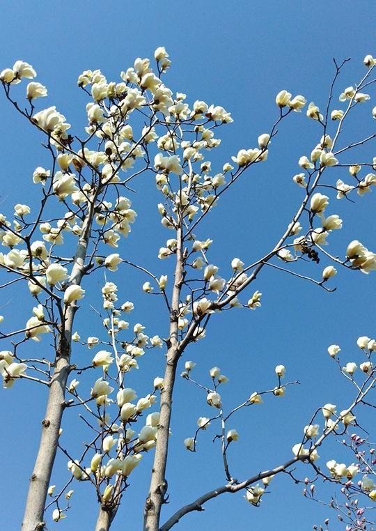 春风轻抚杨柳面，又是一年花红时，东营植物园迎来最美春天