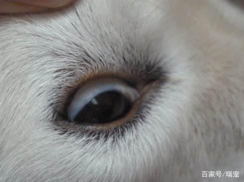 狗狗尿血怎么办