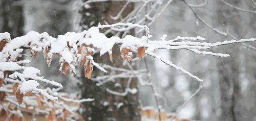 原创诗歌七绝《己亥大雪节气感怀》十二首 许日辉