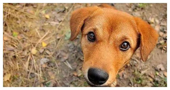 什么狗性格最温顺?十大最温柔的狗排名!你的爱犬排第几?