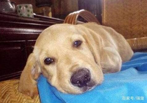 狗狗尿血怎么办