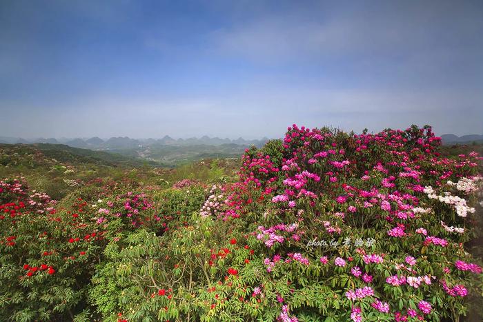 亮相戛纳国际电影节，成为“中国最美外景地”！百里杜鹃又火了！