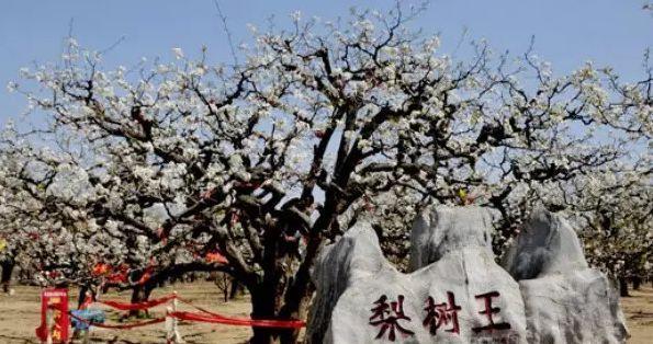 安徽砀山古城，天圆地方，被称为世界梨都