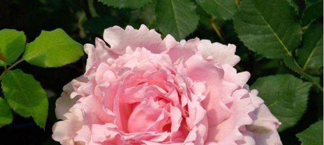 喜欢玫瑰，就养盆“高档玫瑰”粉红色的雪山，美轮美奂花开富贵