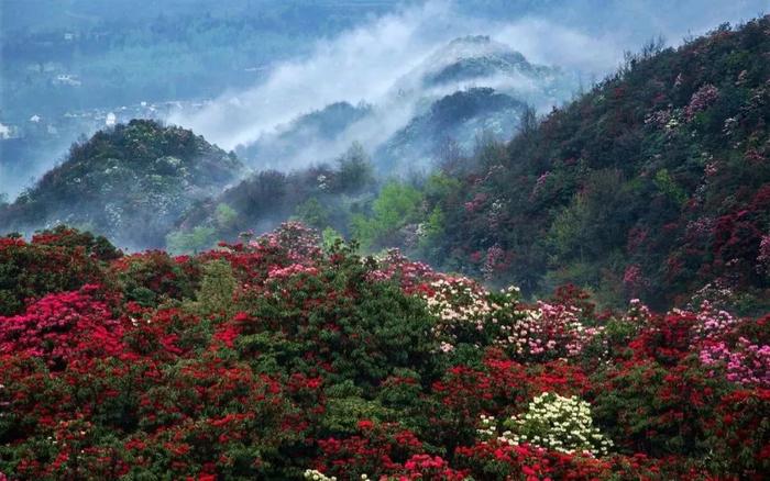 亮相戛纳国际电影节，成为“中国最美外景地”！百里杜鹃又火了！