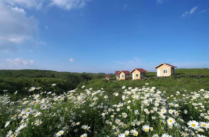 亮相戛纳国际电影节，成为“中国最美外景地”！百里杜鹃又火了！