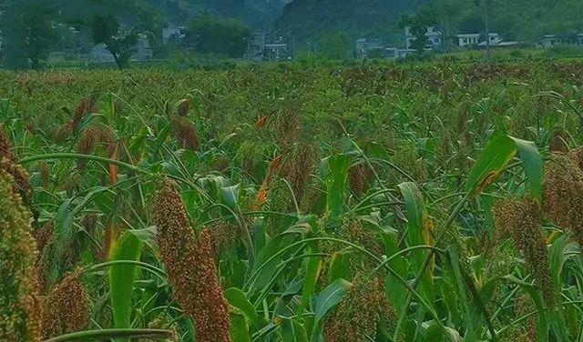 一粒来自茅台镇的小红樱子糯高粱