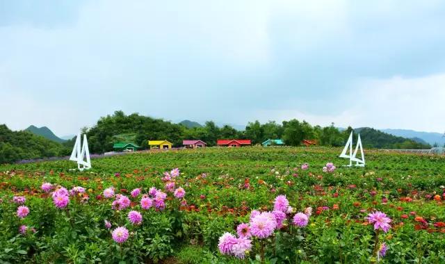 亮相戛纳国际电影节，成为“中国最美外景地”！百里杜鹃又火了！