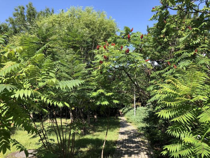 观赏植物：火炬树，北京奥森