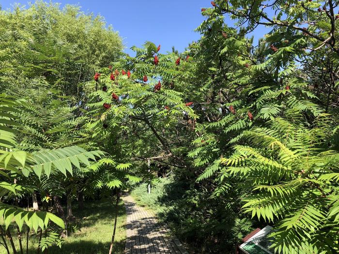 观赏植物：火炬树，北京奥森