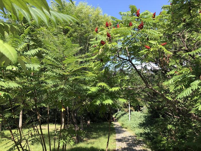 观赏植物：火炬树，北京奥森