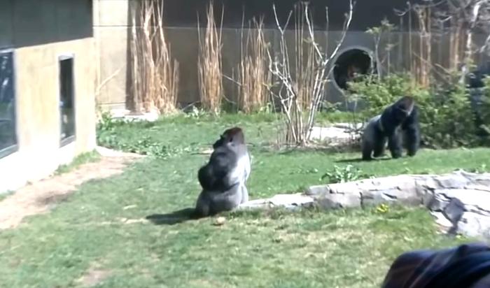 游客在动物园挑衅大猩猩，猩猩怒砸钢化玻璃，吓坏游客