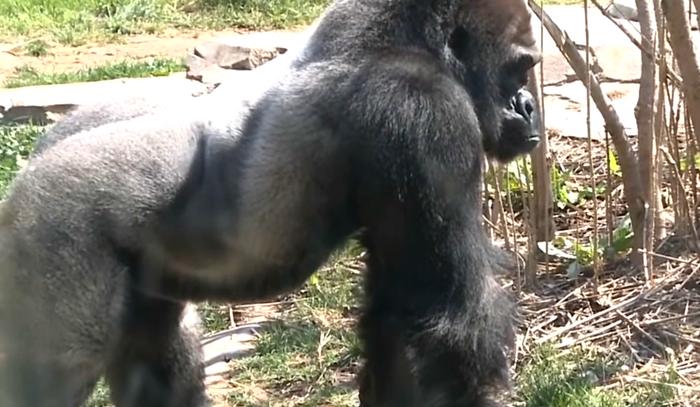 游客在动物园挑衅大猩猩，猩猩怒砸钢化玻璃，吓坏游客