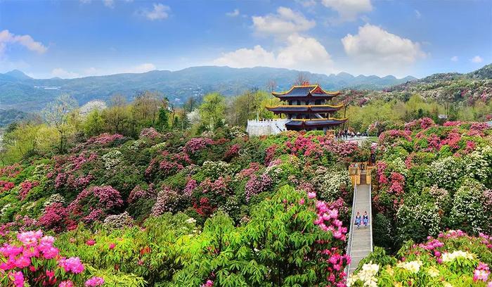 亮相戛纳国际电影节，成为“中国最美外景地”！百里杜鹃又火了！