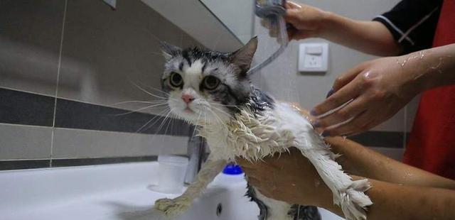 在家洗猫必备6大工具，全部加起来还没宠物店洗一次澡贵！