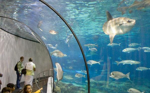 全球10大海洋馆，上海海洋水族馆上榜，你去过游玩过吗？