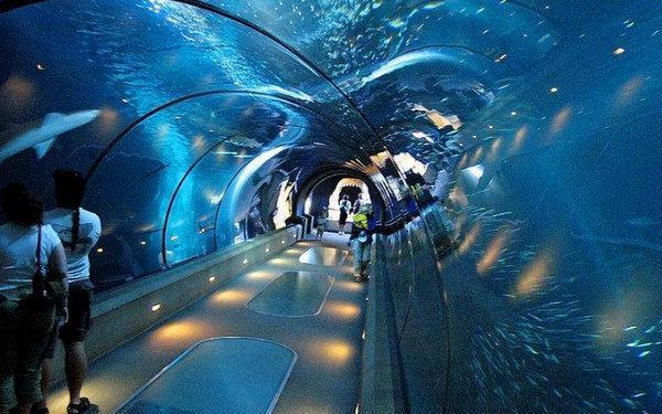全球10大海洋馆，上海海洋水族馆上榜，你去过游玩过吗？