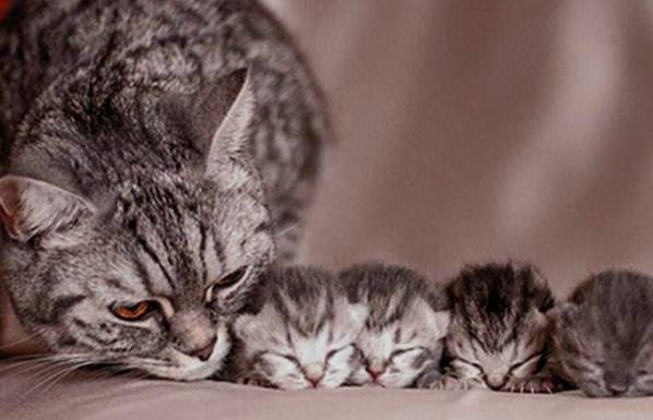 小猫长大之后，为什么猫妈妈就会开始驱赶，或者欺负小猫