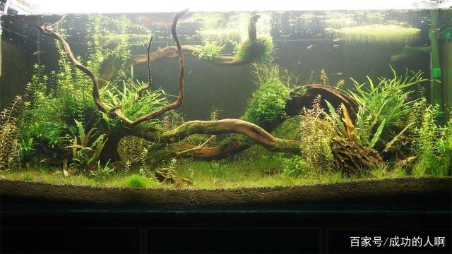 草缸要不要装过滤器吗可以不用过滤每天只开几个小时可以吗