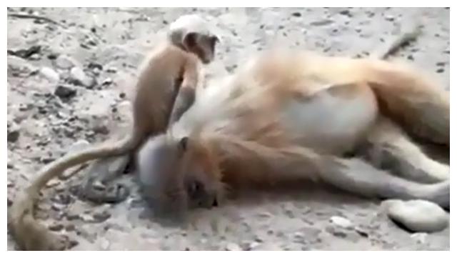 母亲触电身亡猴子宝宝用鼻子蹭身体试图唤醒，画面令人心碎