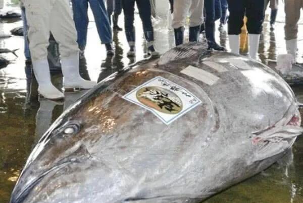 这鱼最高140万美元一条，每斤万元不稀奇，想买还要摇号