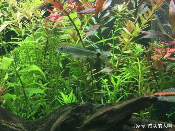 草缸要不要装过滤器吗可以不用过滤每天只开几个小时可以吗