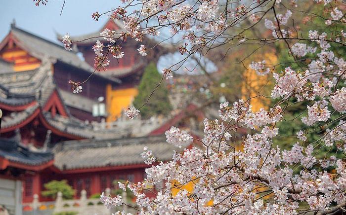 南京有一古寺，可求一世姻缘，可赏古道樱花，你可曾与它谋面？