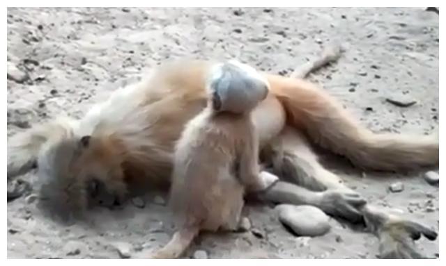 母亲触电身亡猴子宝宝用鼻子蹭身体试图唤醒，画面令人心碎