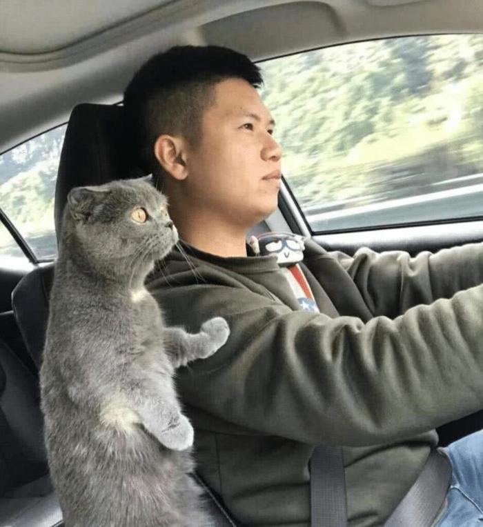 宠主正在开车，猫咪突然伸爪搭肩，有谁注意到后座猫的表情