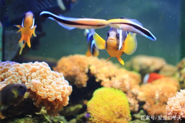 五个方面教你鉴赏海水观赏鱼，如何选购健康鱼儿这里有答案