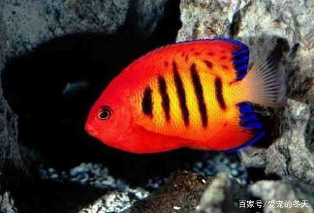 五个方面教你鉴赏海水观赏鱼，如何选购健康鱼儿这里有答案