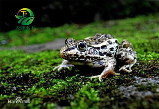 湖北锦亿丰瑞生态农业发展有限公司帮你分析为什么会开展青蛙饲养