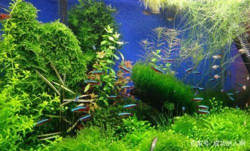 草缸要不要装过滤器吗可以不用过滤每天只开几个小时可以吗