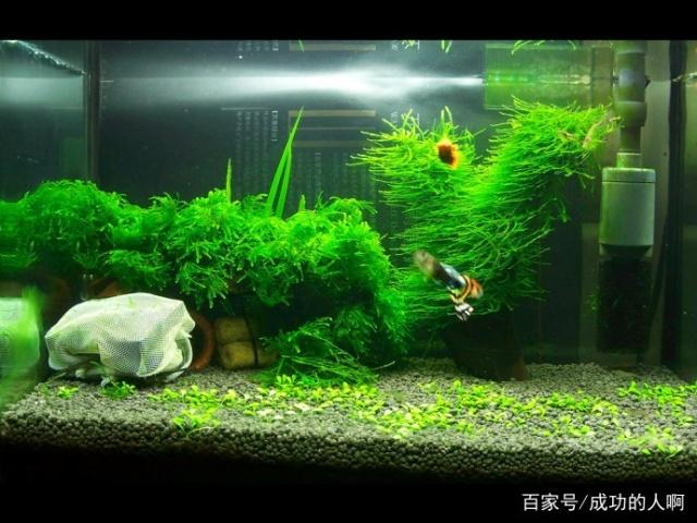 草缸要不要装过滤器吗可以不用过滤每天只开几个小时可以吗