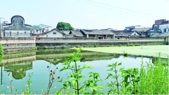 玉林古荔枝树：见证了富甲一方村庄的传奇