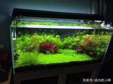 草缸要不要装过滤器吗可以不用过滤每天只开几个小时可以吗