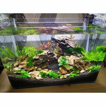 草缸要不要装过滤器吗可以不用过滤每天只开几个小时可以吗