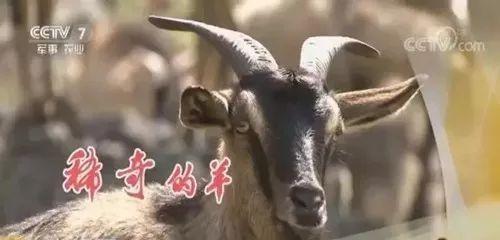 中国39种顶级羊肉，你认识多少种？