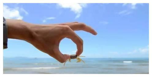 青岛海边抓螃蟹的最佳时间！