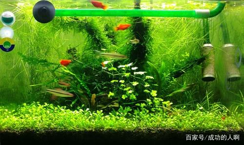 草缸要不要装过滤器吗可以不用过滤每天只开几个小时可以吗