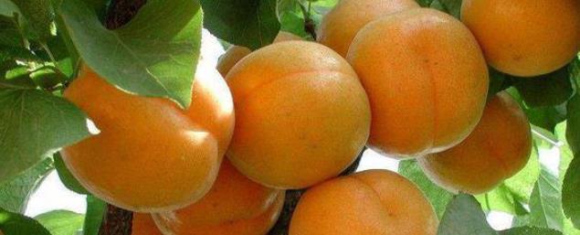 杏树苗怎么培养种植？想要取得优质高产，种植技术要点有哪些？