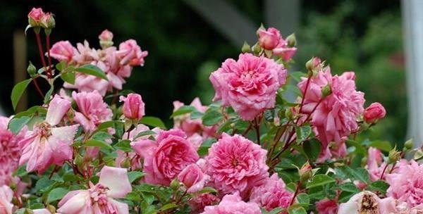 喜欢菊花，不如养“精品月季”诺埃尔玫瑰，绚丽多姿，轻松爆盆美