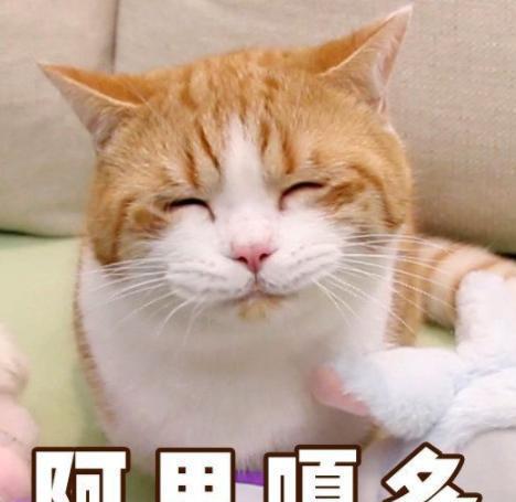 高颜值橘猫在线摆擂台、讨说法，不服来战