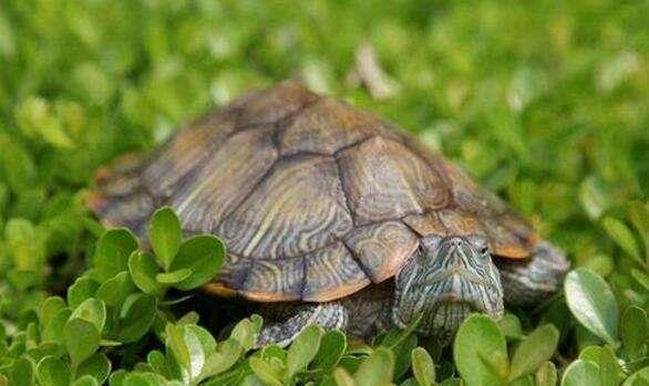 世界上速度最慢的10种动物，乌龟只排在第六，第一名生活在海里！